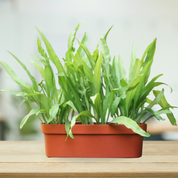 Rectangular terracotta planter for windows